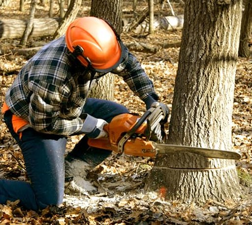 Tree Removal in Branchville, VA